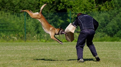 18-Dog Training with the Heeling Stick. Advanced Obedience.mp4