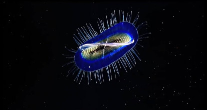 CVT-The Secret Life of Plankton.mp4