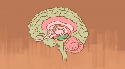 CVT-What happens when you remove the hippocampus- - Sam Kean.mp4