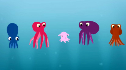 Why the octopus brain is so extraordinary - Cláudio L. Guerra.mp4