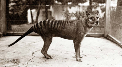 cvt-Animals That Returned From Being Extinct.mp4